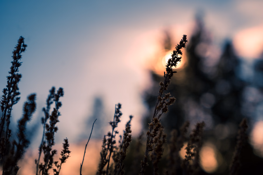 Alpine Grass