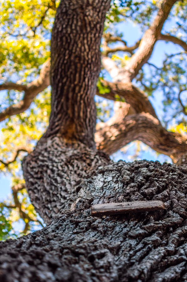 Arlington Arbory