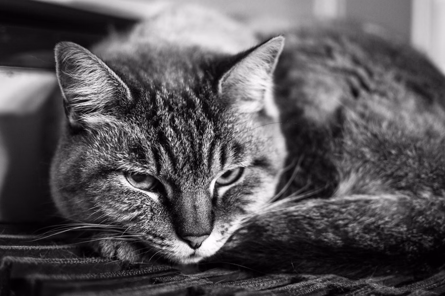 Brandi at Rest