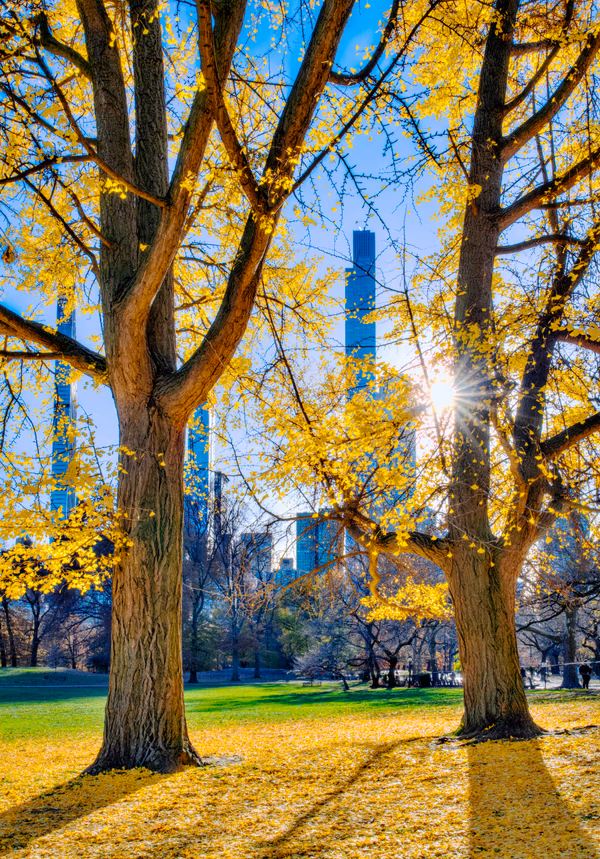Central Park, Fall