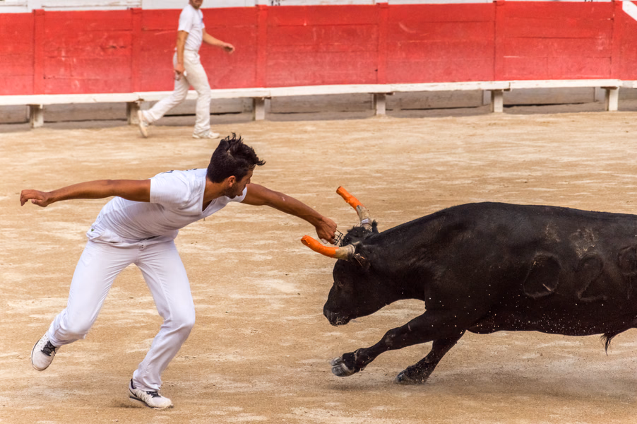 Course Camargaise