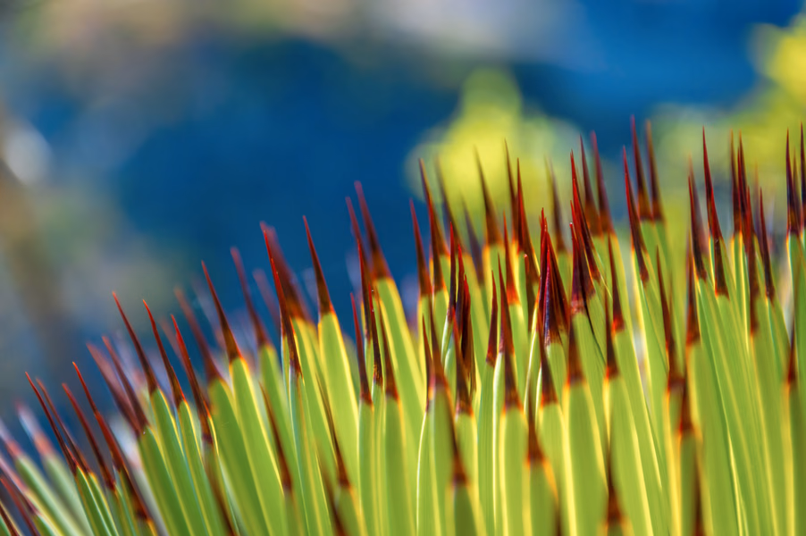 Èze Botanicals