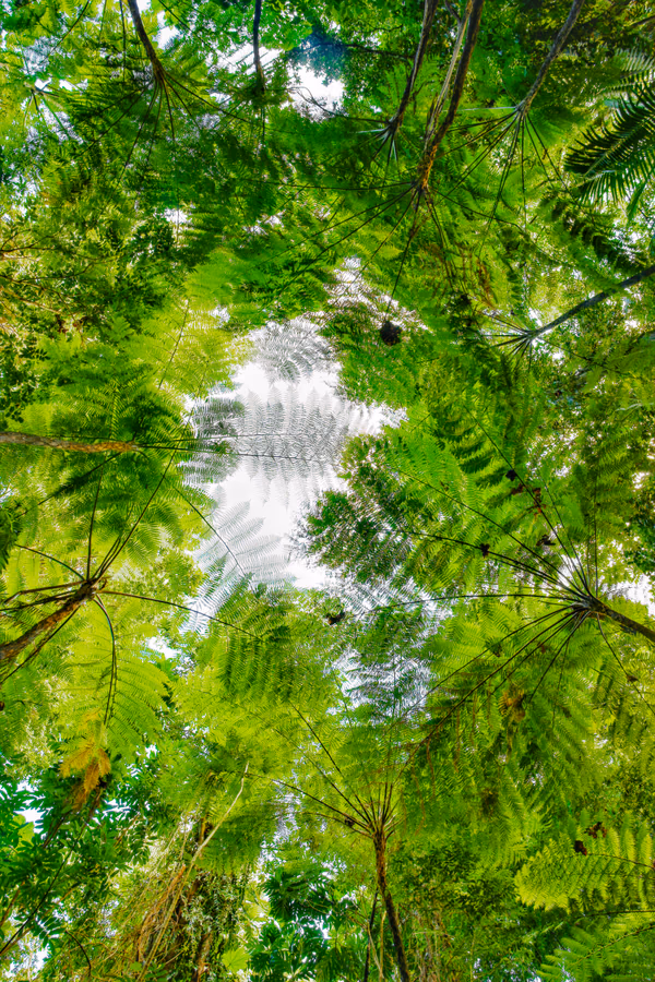 El Yunque Canopies