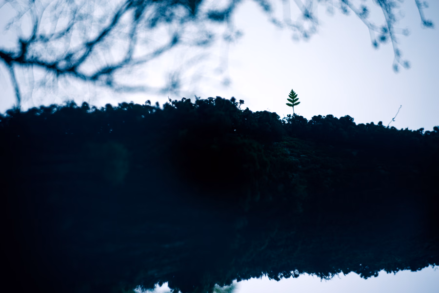 Lone Fern