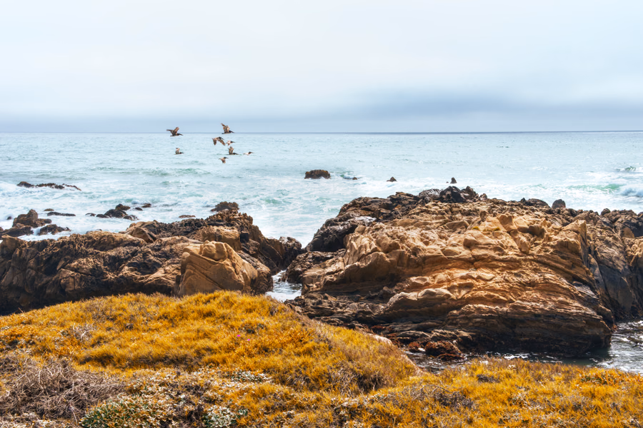 Pescadero Migration