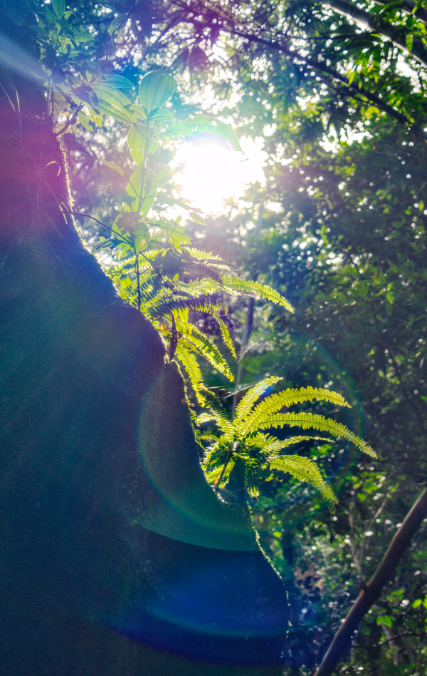 Rays of El Yunque