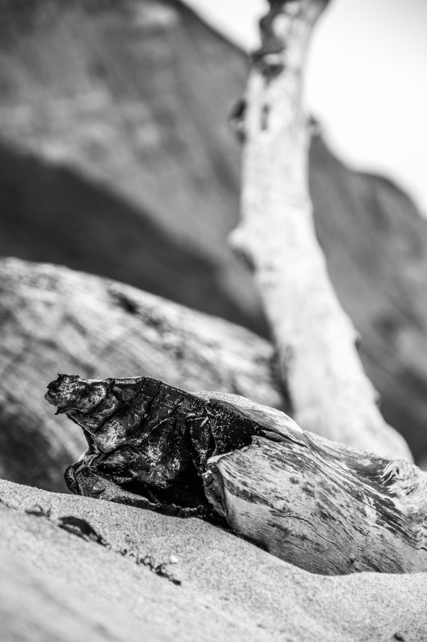 San Gregorio Driftwood